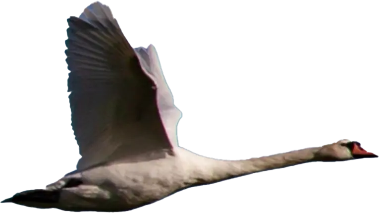 Flying Swan illustration 1