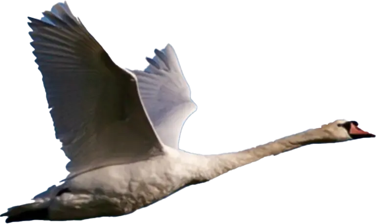 Flying Swan illustration 2