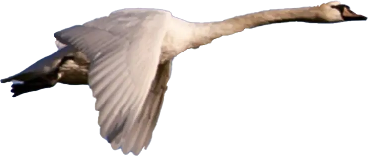 Flying Swan illustration 3